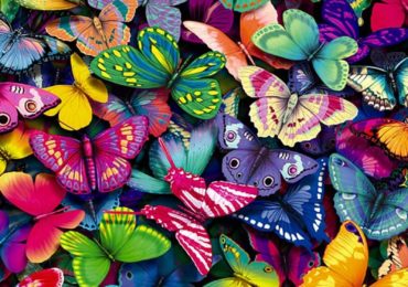 bed of butterflies phone tablet wallpaper