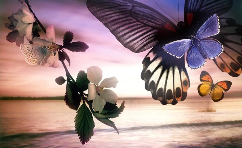 butterflies and lake wallpaper background 1367