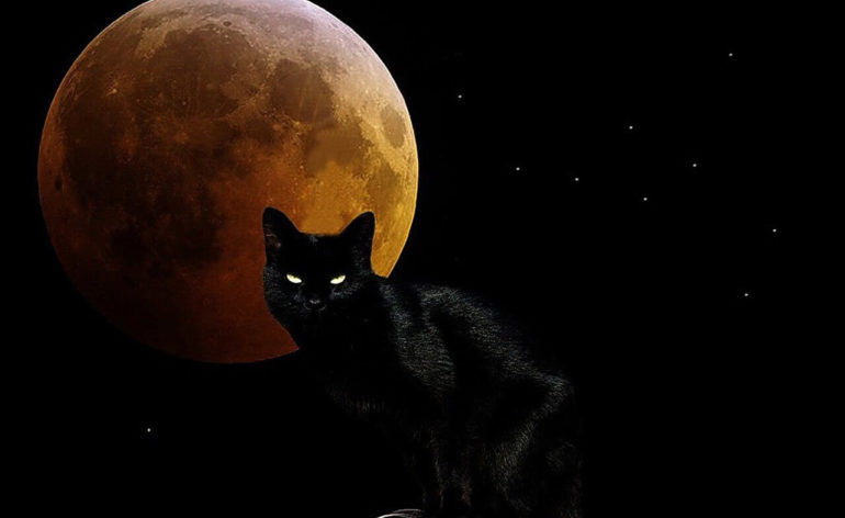 cgi cat animal eye dark moon black wallpaper 111689