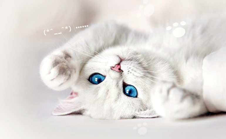 White Kitten Too Cute Phone/Tablet Wallpaper • GamePhD