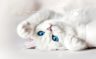 White Kitten Too Cute Phone/Tablet Wallpaper